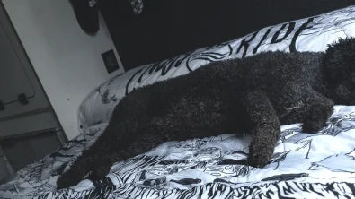 TIPS PARA DORMIR EN FURGONETA CAMPER Y NO MORIR EN EL INTENTO