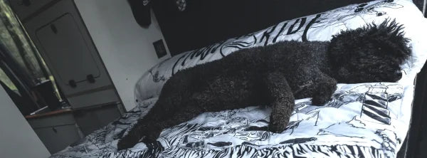 TIPS PARA DORMIR EN FURGONETA CAMPER Y NO MORIR EN EL INTENTO